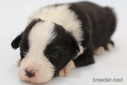 成約済の神奈川県のボーダーコリー-249534の8枚目